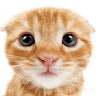 chat (chat)