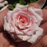 Perla